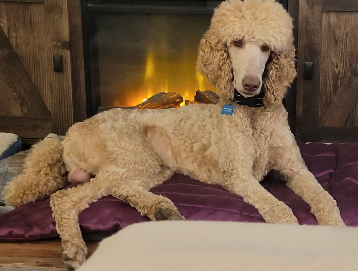 Miniature Poodle Puppies breeder image 14
