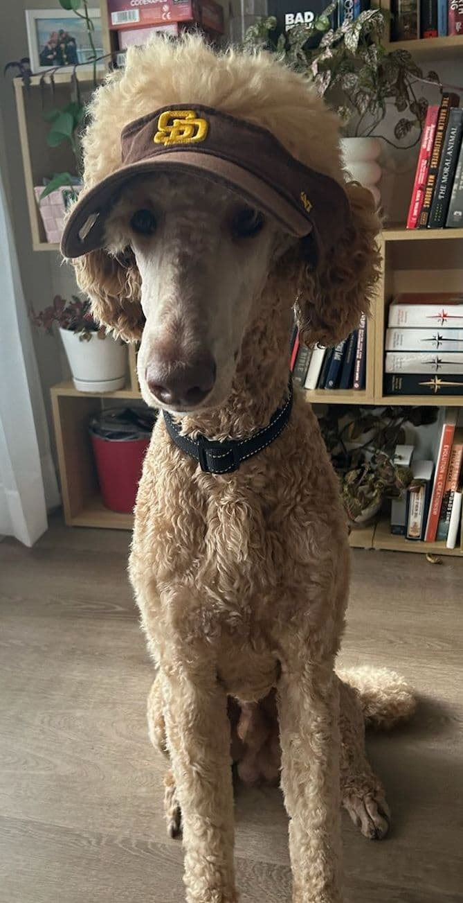 Miniature Poodle Puppies breeder image 15