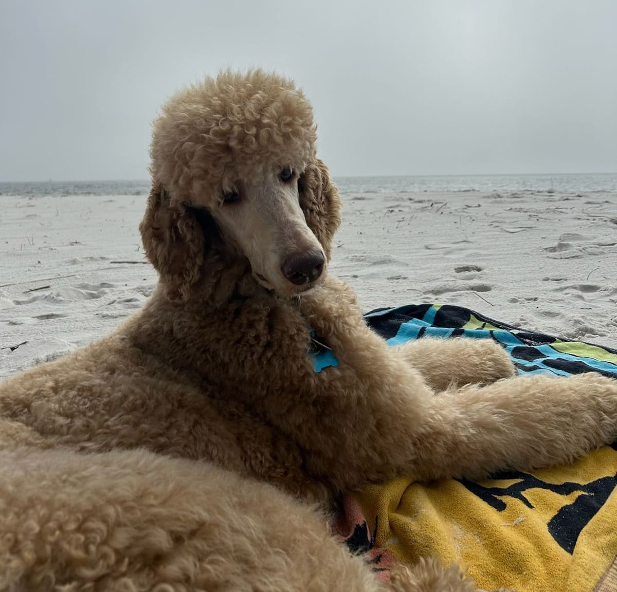 Miniature Poodle Puppies breeder image 16