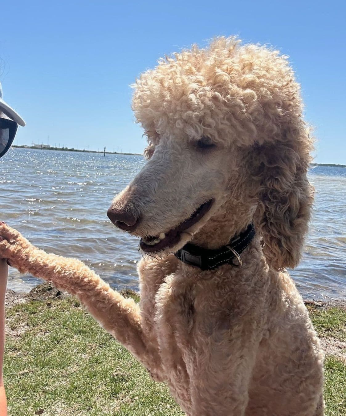 Miniature Poodle Puppies breeder image 17