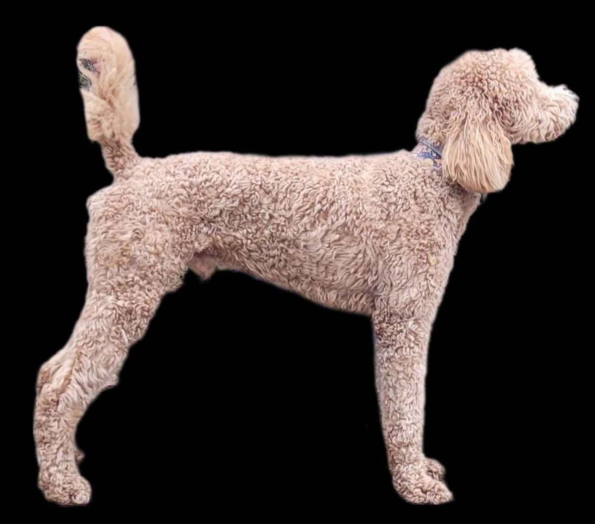 Miniature Poodle Puppies breeder image 19
