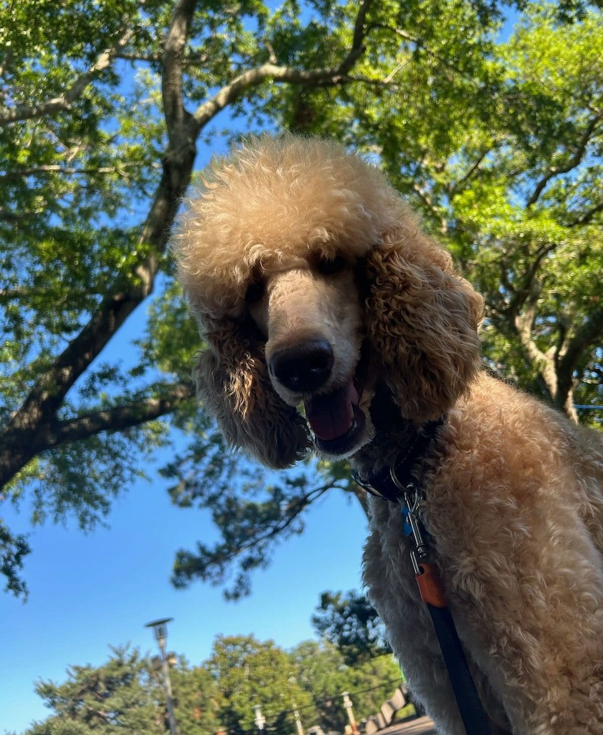 Miniature Poodle Puppies breeder image 20