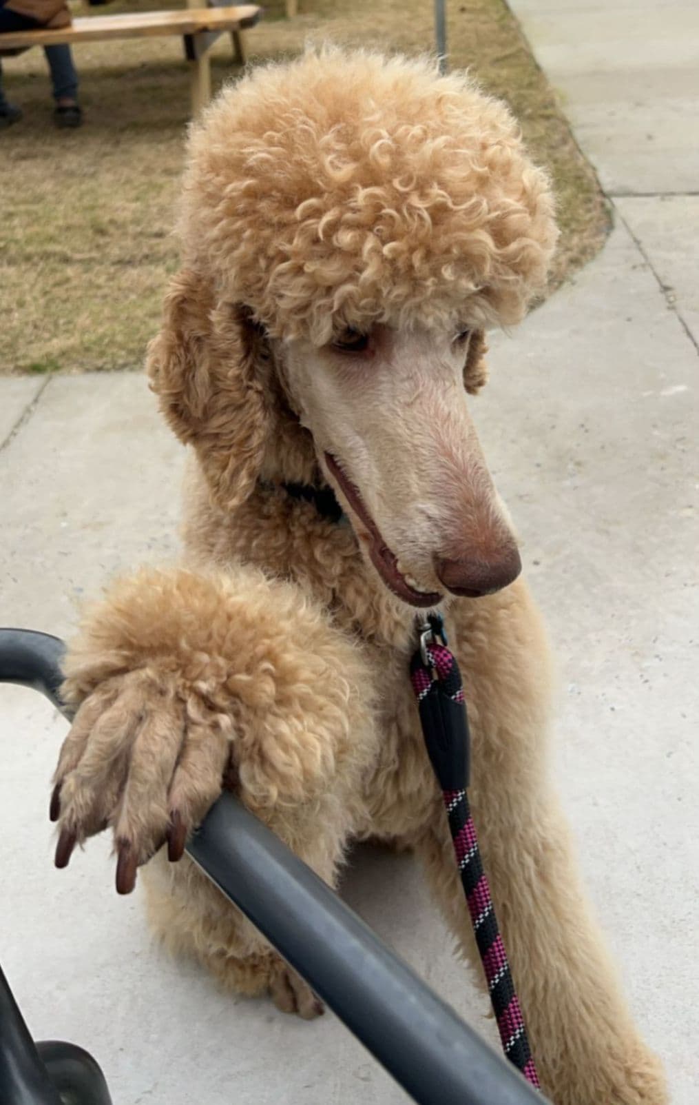 Miniature Poodle Puppies breeder image 21
