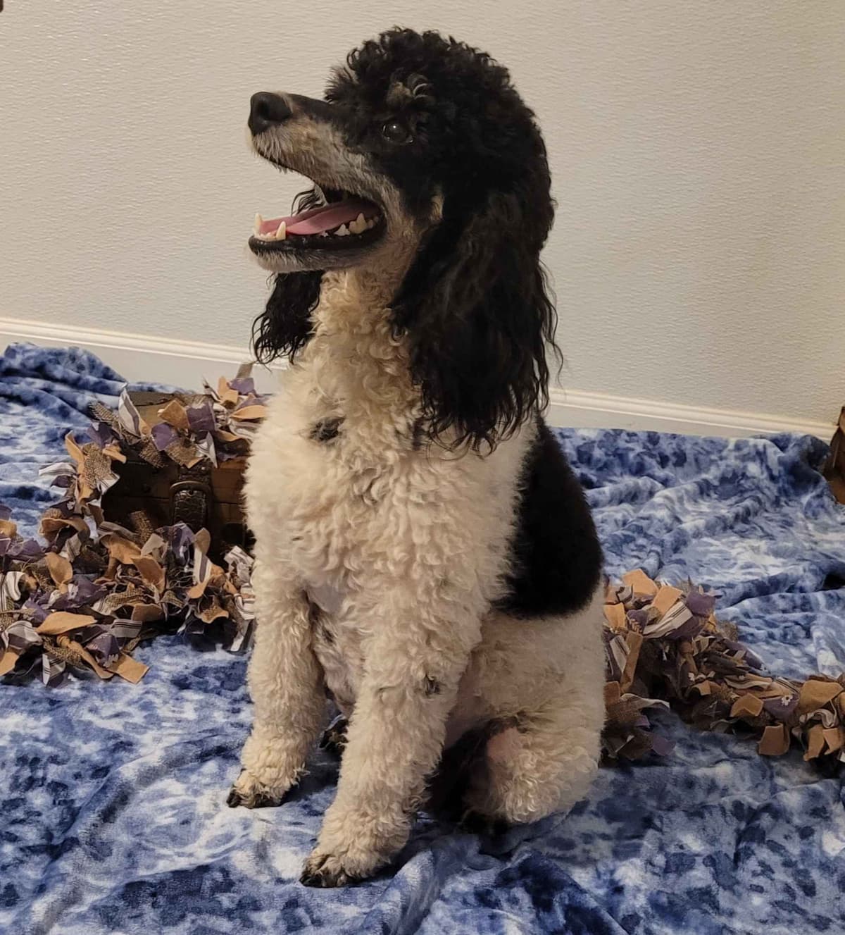 Miniature Poodle Puppies breeder image 22