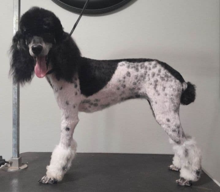 Miniature Poodle Puppies breeder image 23