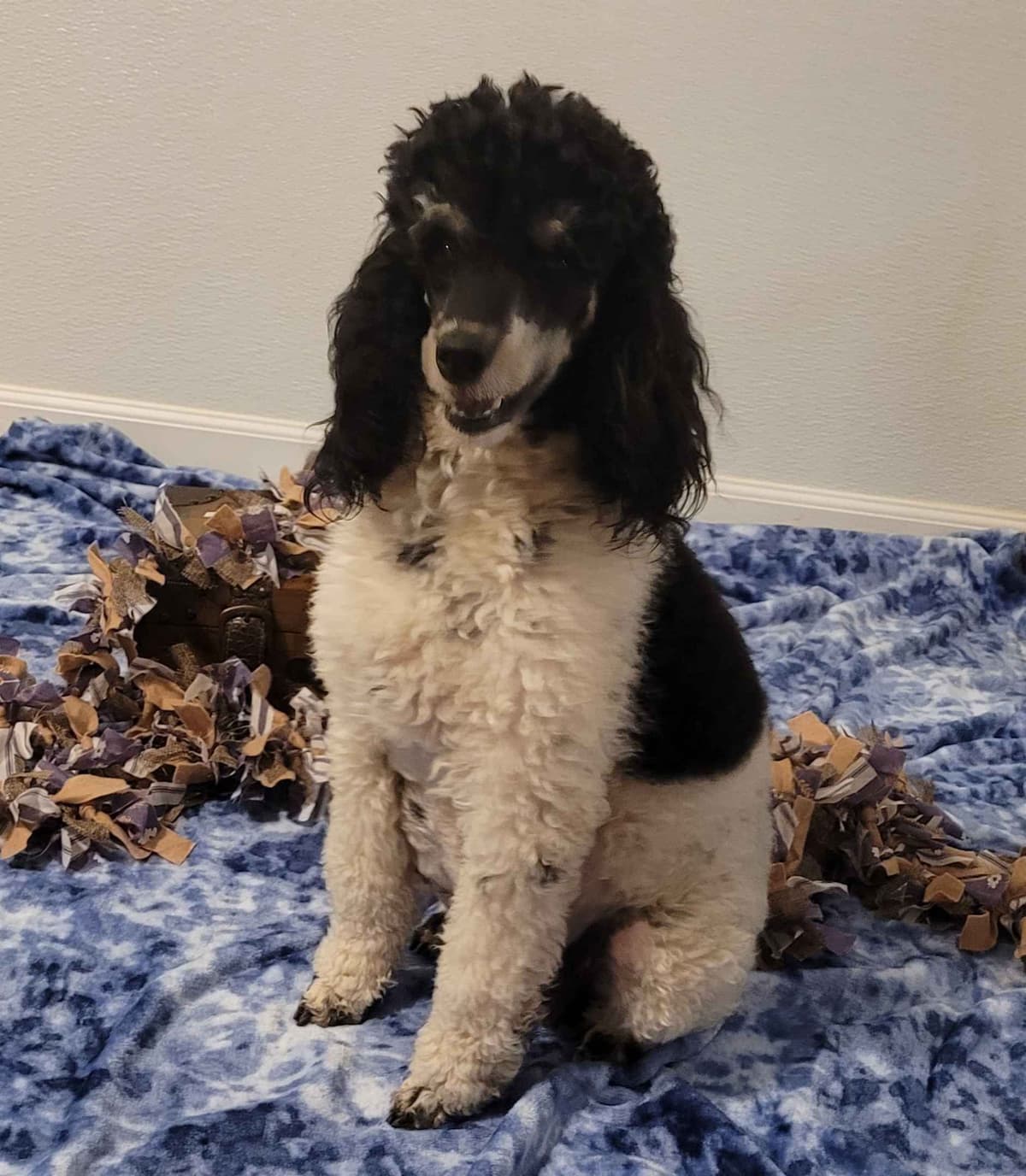 Miniature Poodle Puppies breeder image 24
