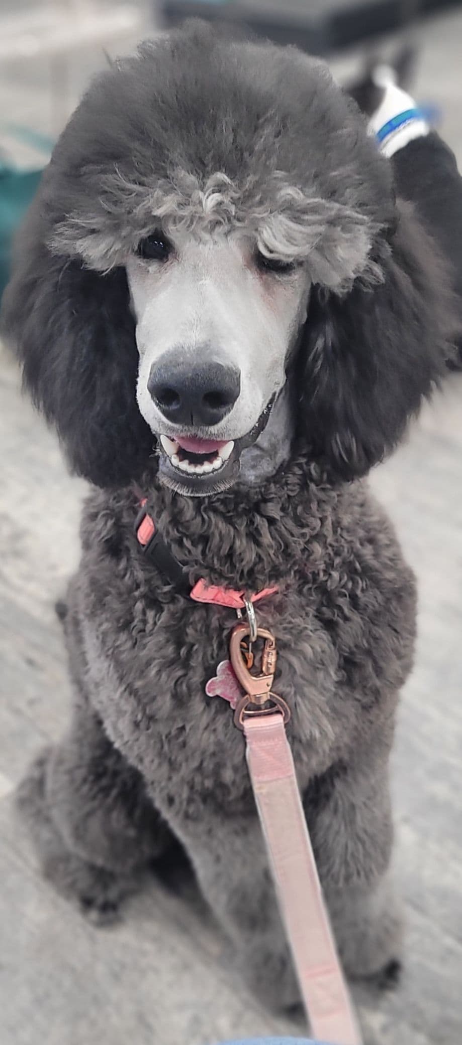 Miniature Poodle Puppies breeder image 25