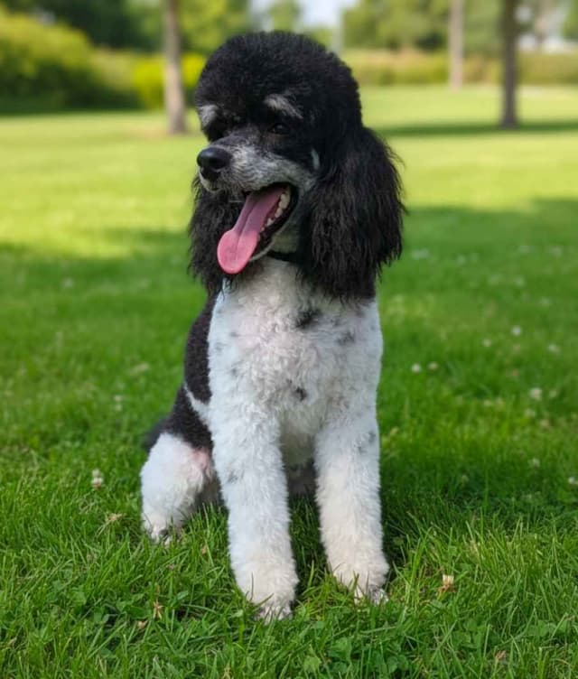 Miniature Poodle Puppies media 9