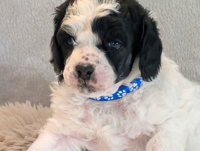 Miniature Poodle Puppies media 13