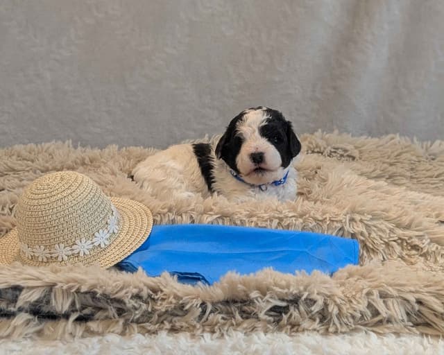 Miniature Poodle Puppies media 14