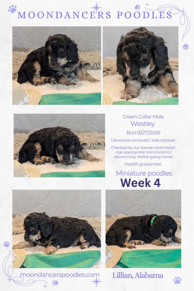Miniature Poodle Puppies media 28