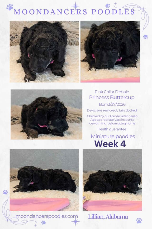 Miniature Poodle Puppies media 23