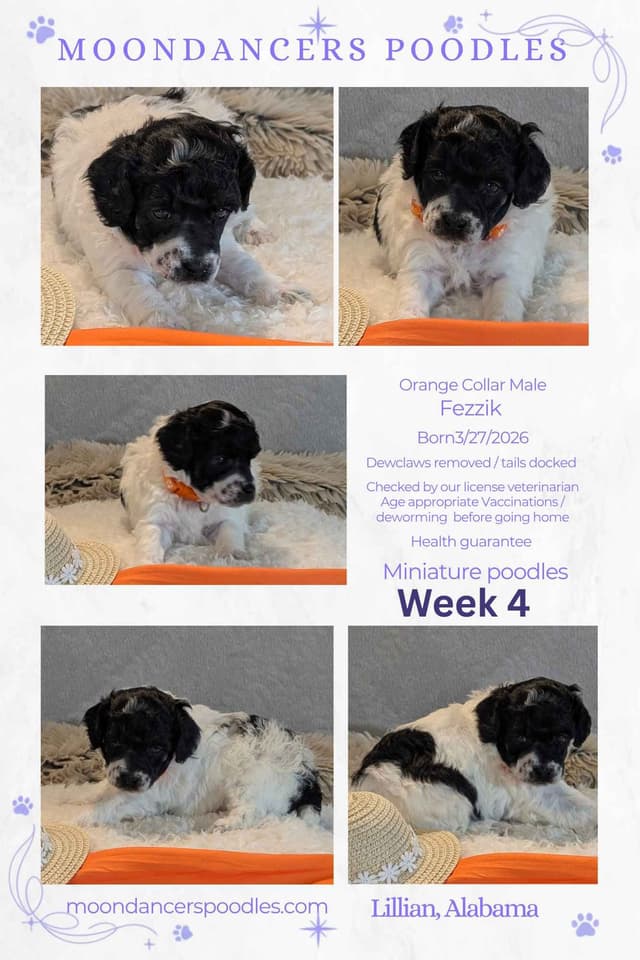 Miniature Poodle Puppies media 17