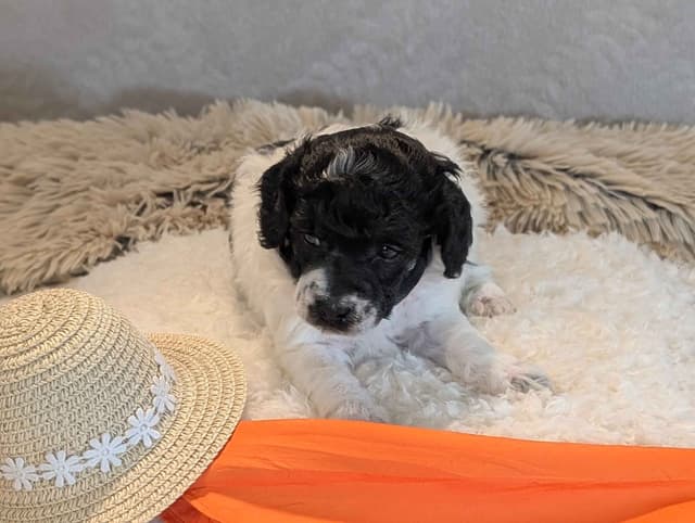 Miniature Poodle Puppies media 18