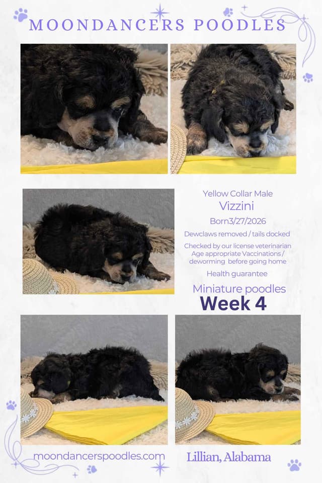 Miniature Poodle Puppies media 26