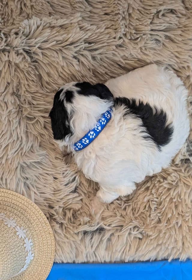 Miniature Poodle Puppies media 15