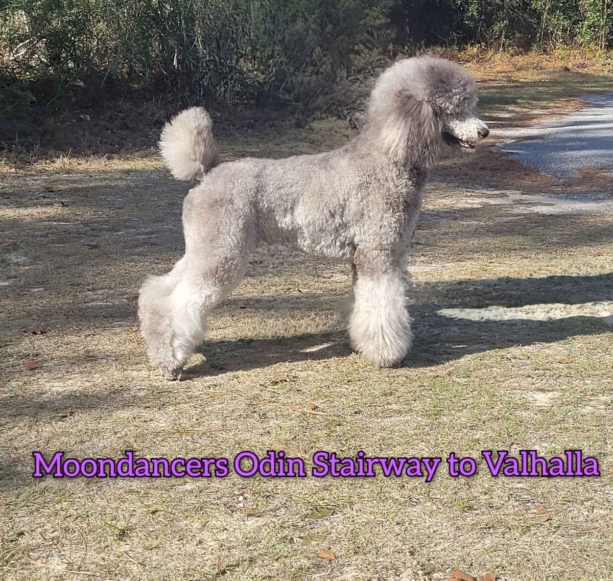 Miniature Poodle Puppies breeder image 26