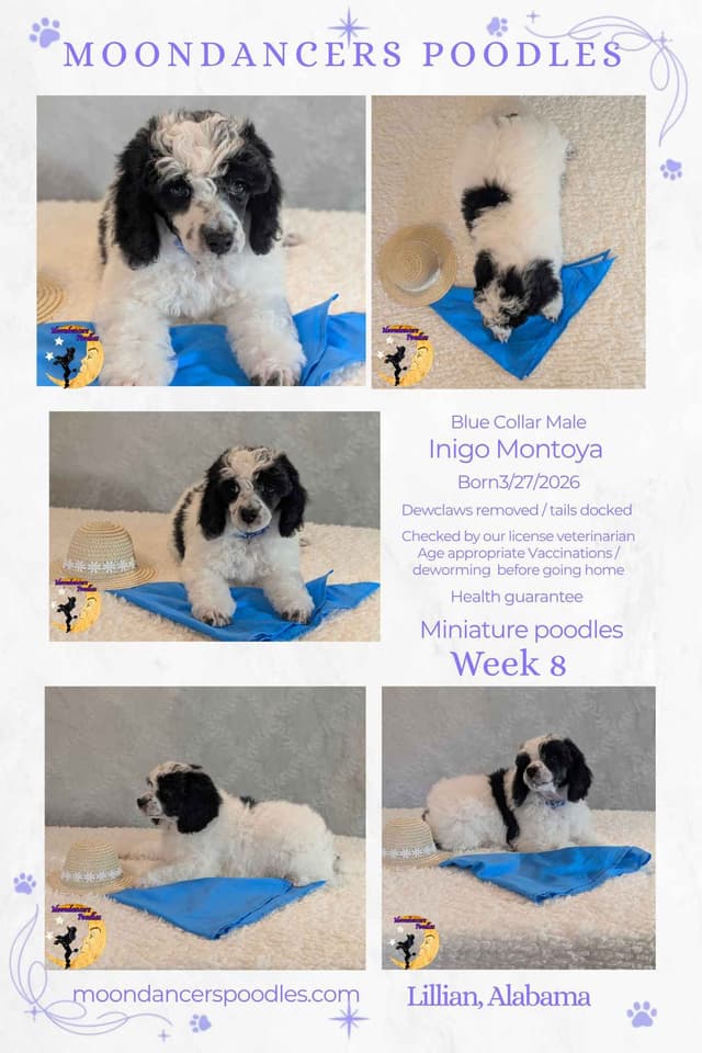 Miniature Poodle Puppies media 11