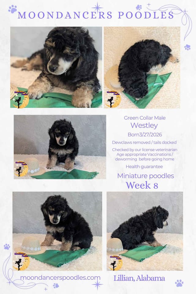 Miniature Poodle Puppies media 27