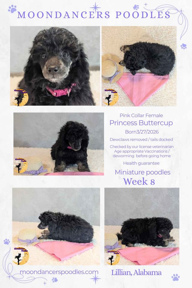 Miniature Poodle Puppies media 22