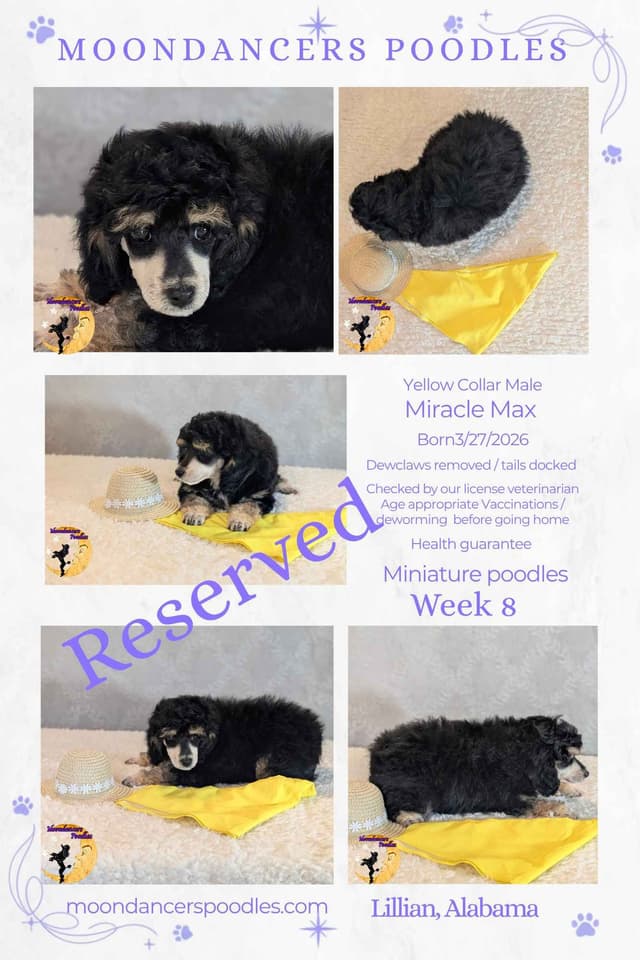 Miniature Poodle Puppies media 25