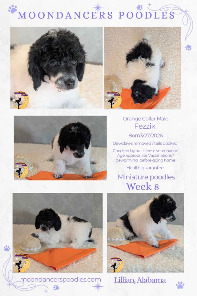 Miniature Poodle Puppies media 16