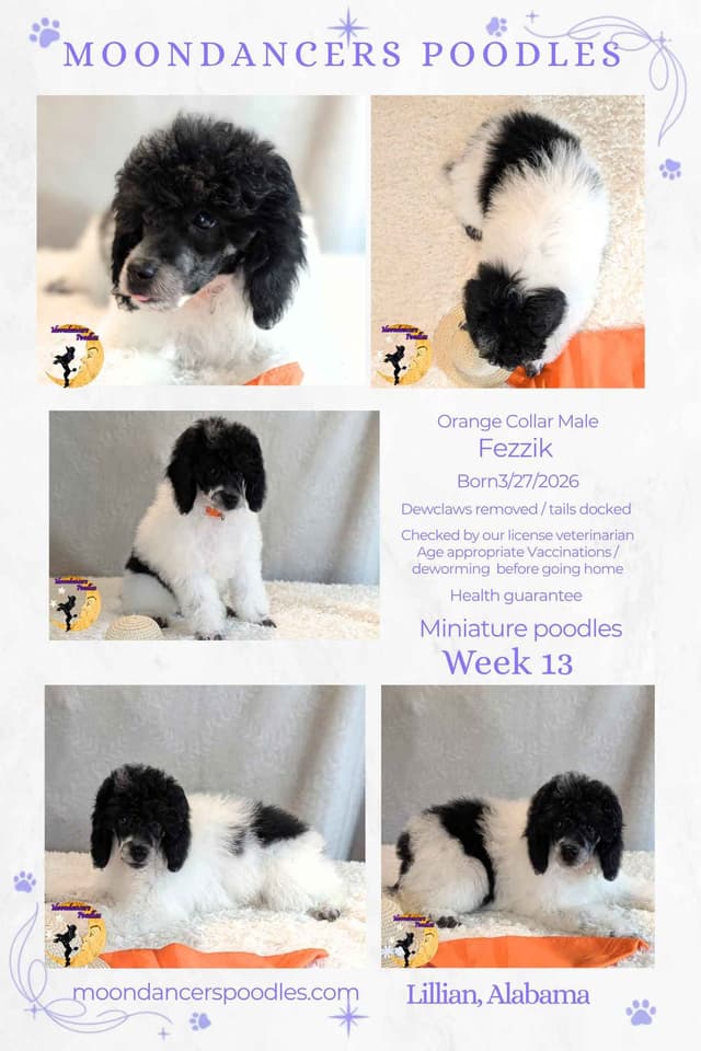Miniature Poodle Puppies media 5