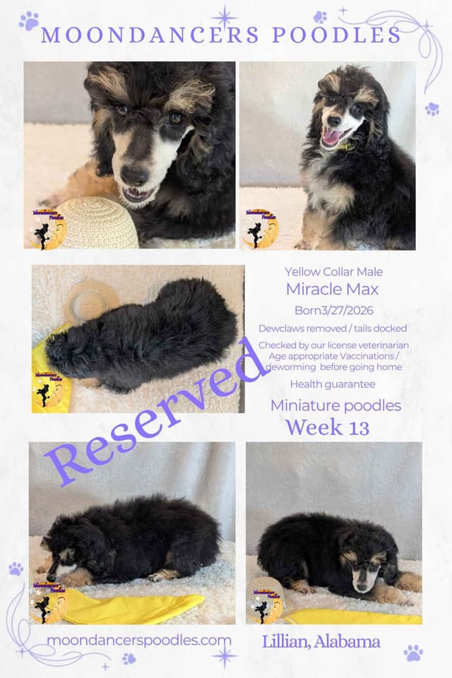 Miniature Poodle Puppies media 24