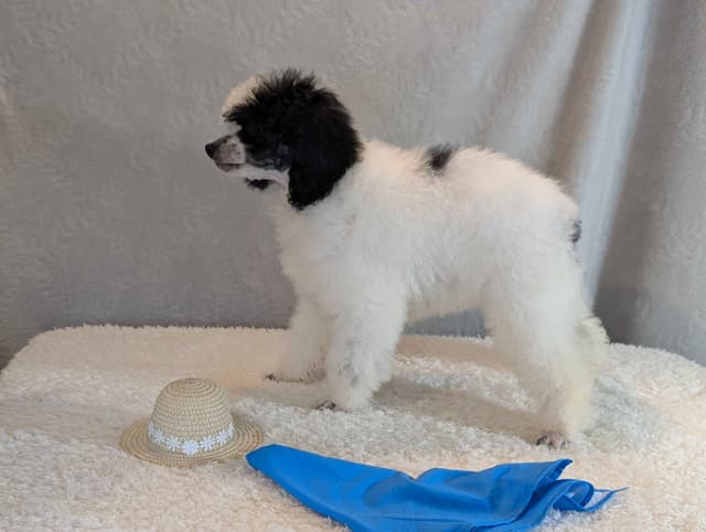Miniature Poodle Puppies media 2