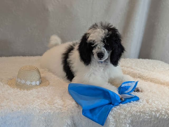 Miniature Poodle Puppies media 3