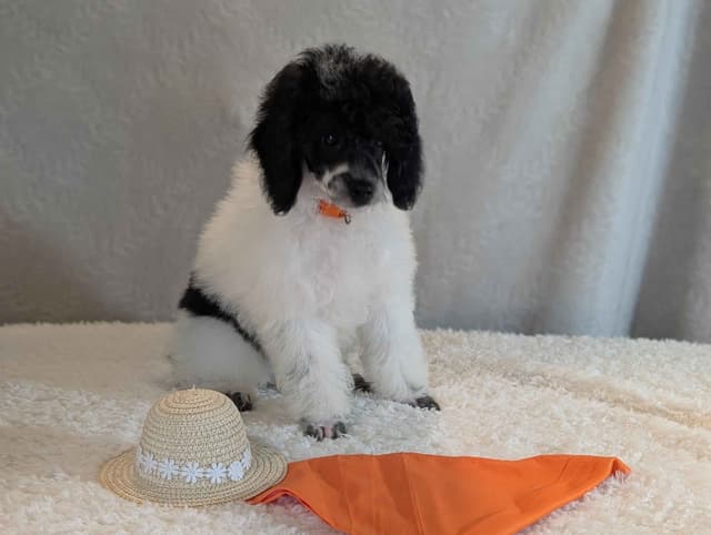 Miniature Poodle Puppies media 7
