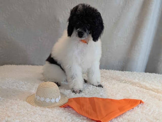 Miniature Poodle Puppies media 8