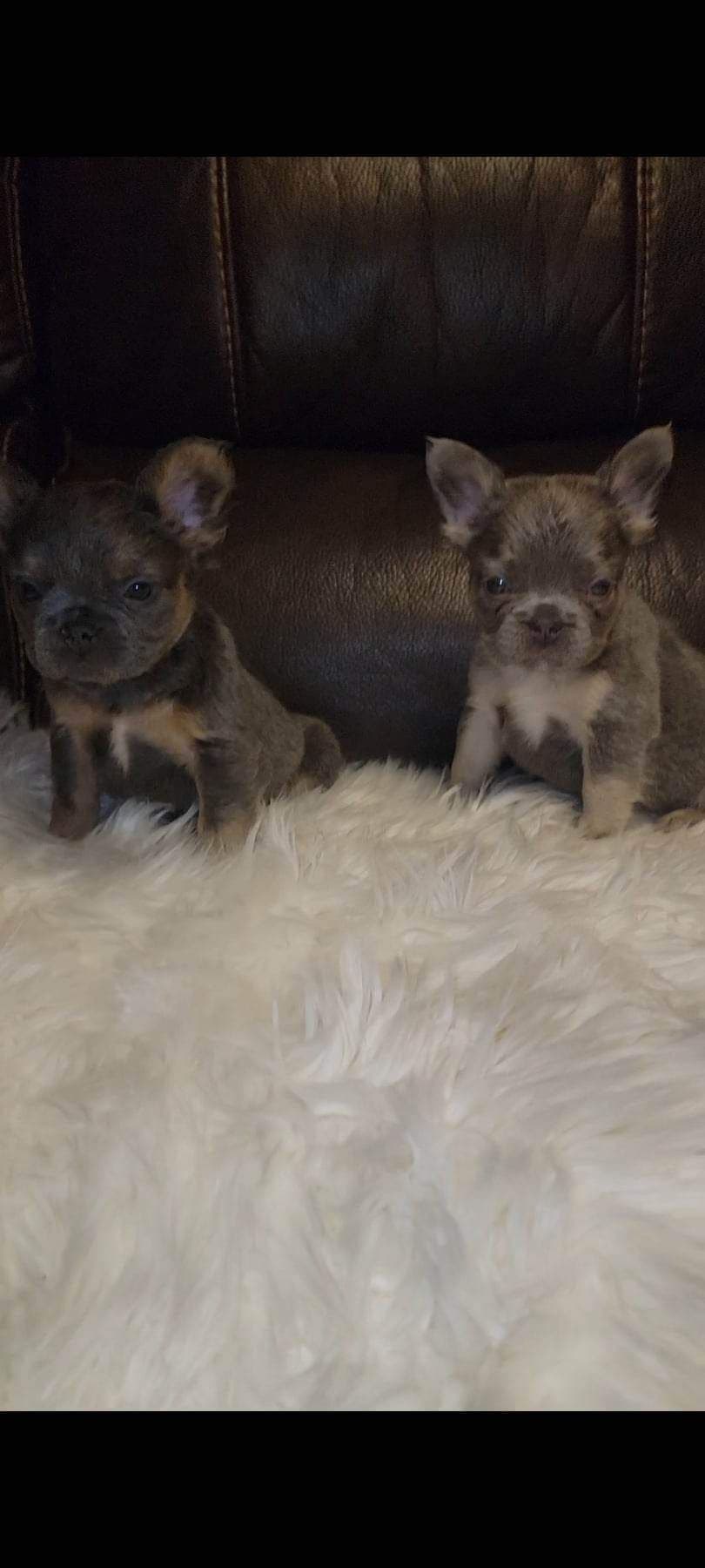 French Bulldog Puppies breeder image 1