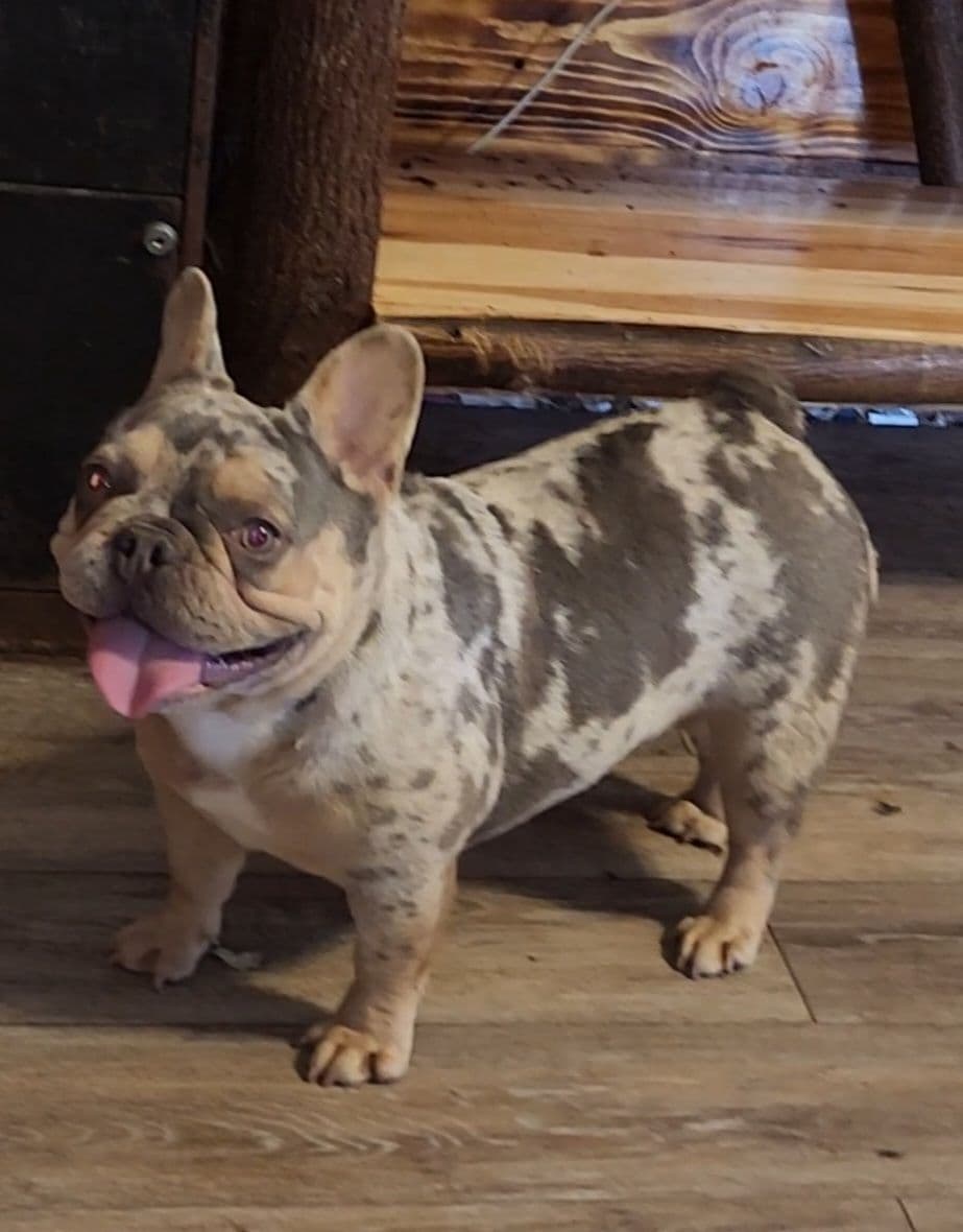 French Bulldog Puppies breeder image 2