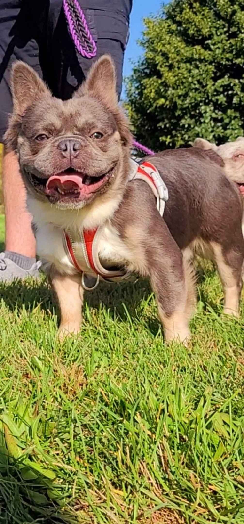 French Bulldog Puppies breeder image 4