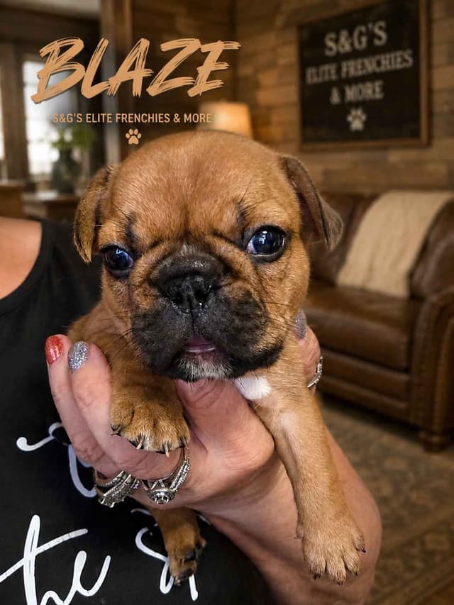 French Bulldog Puppies media 3