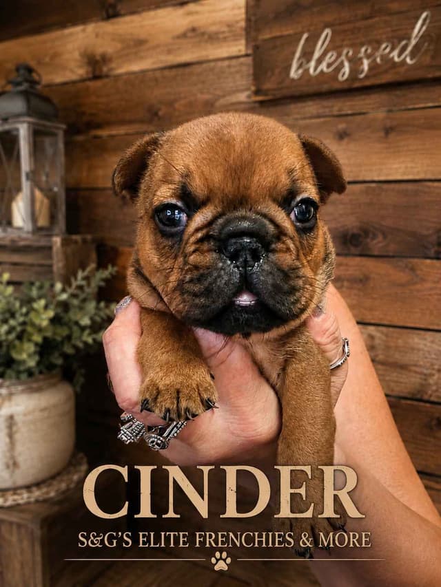 French Bulldog Puppies media 2