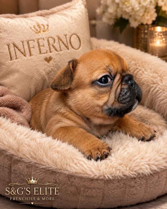 French Bulldog Puppies media 5