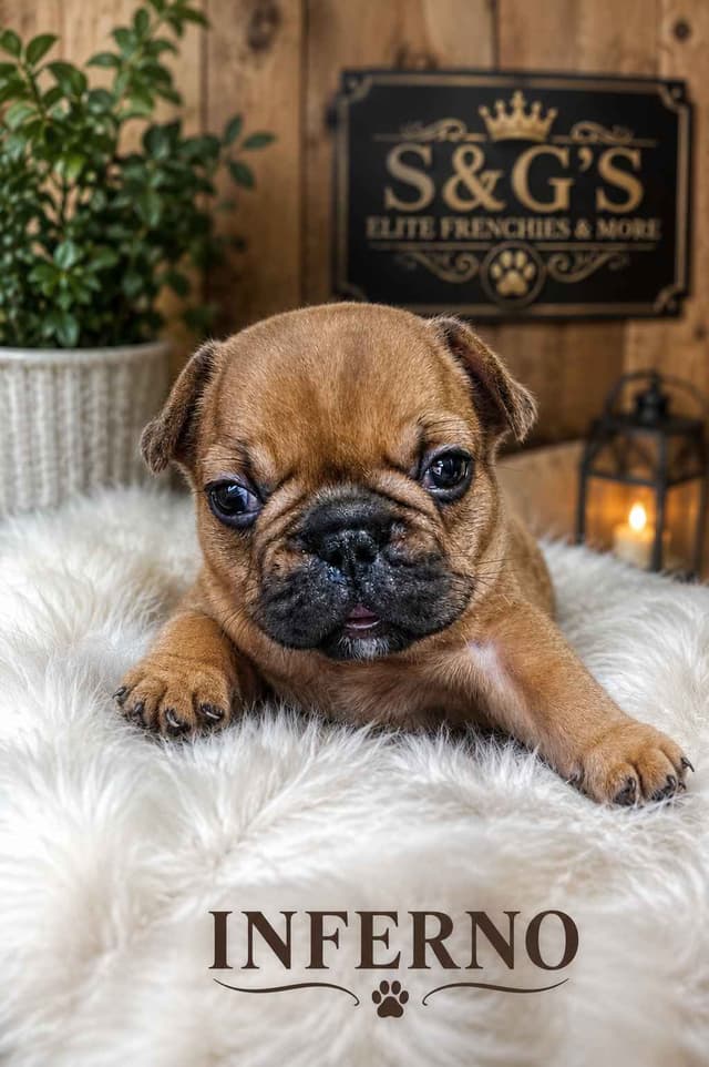 French Bulldog Puppies media 7