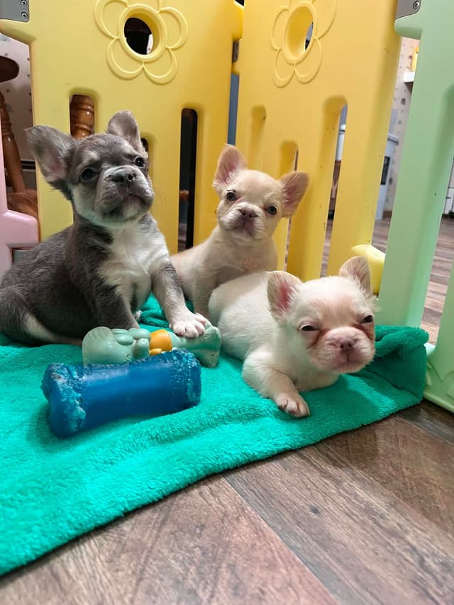 Sonic & Phoebe babies are here media 5