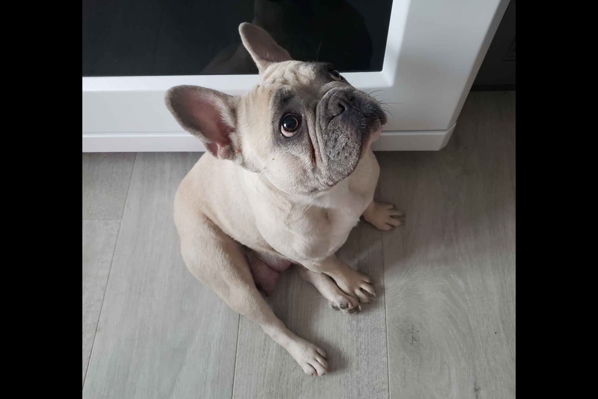 French Bulldog Puppies breeder image 3