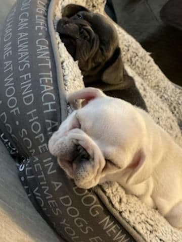 French Bulldog Puppies breeder image 7