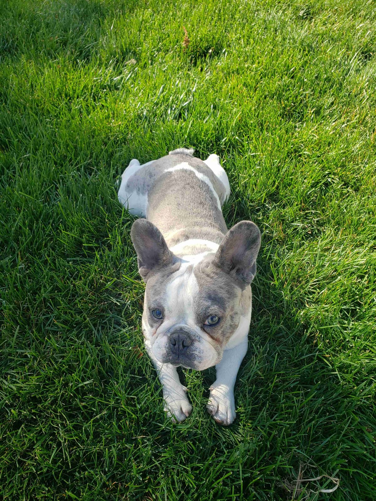 French Bulldog Puppies breeder image 8