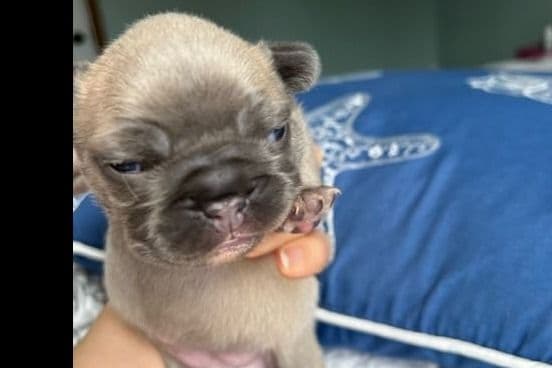 French Bulldog Puppies breeder image 9