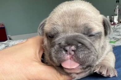 French Bulldog Puppies breeder image 13