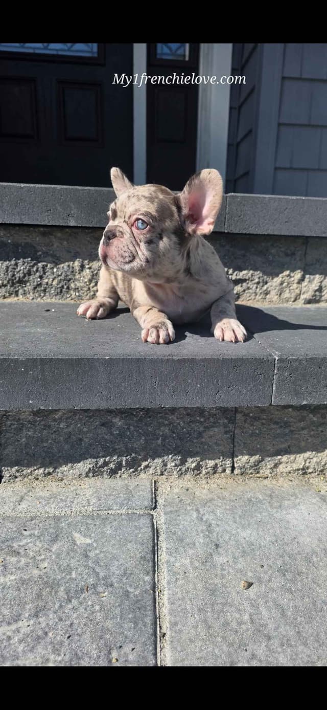French Bulldog Puppies media 2