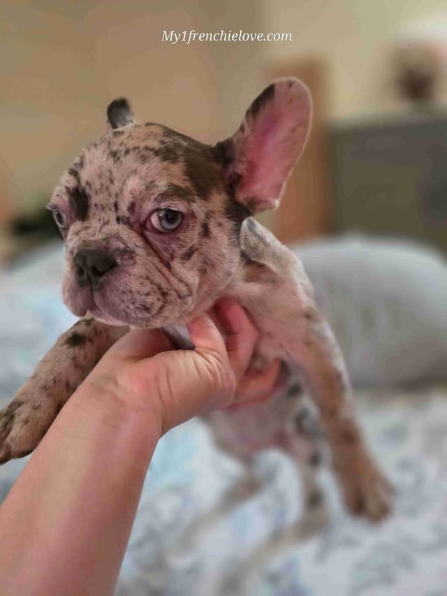 French Bulldog Puppies media 4