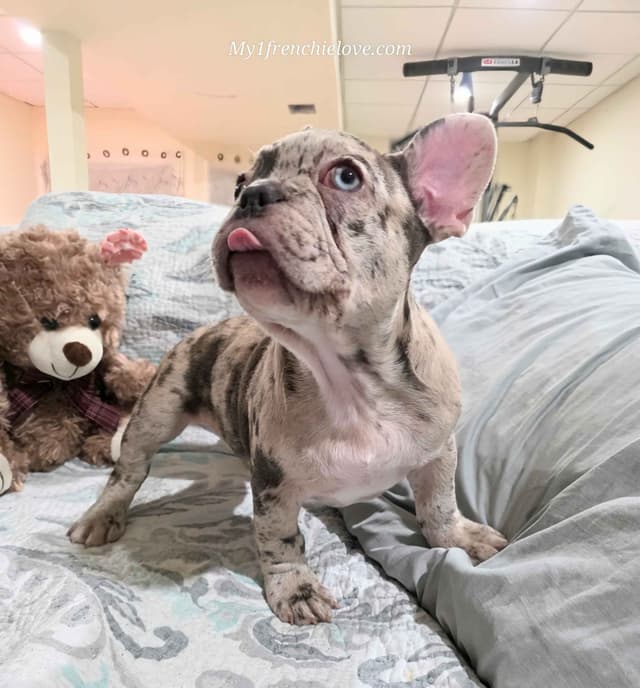 French Bulldog Puppies media 5