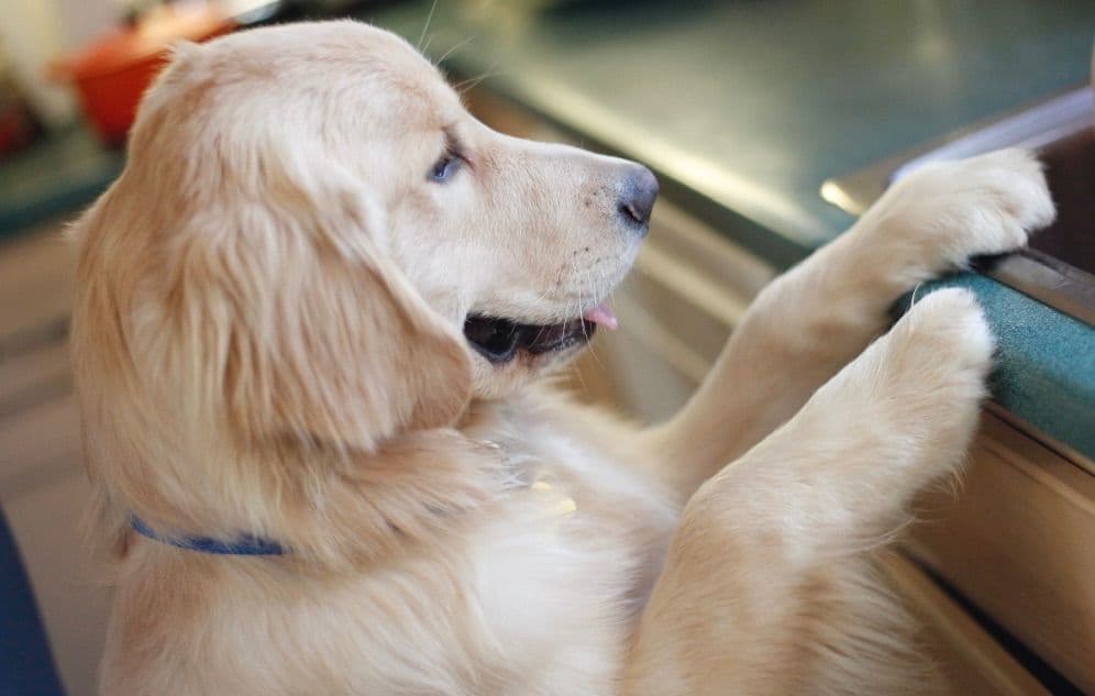 Golden Retriever Puppies breeder image 1