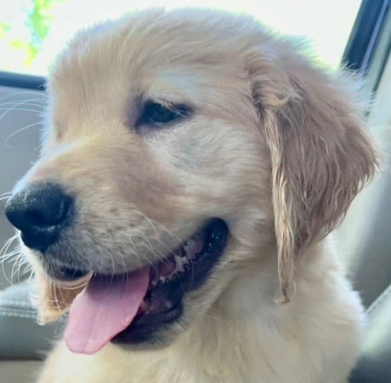 Golden Retriever Puppies media 2